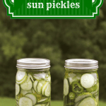 dill sun pickles