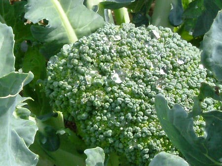 broccoli