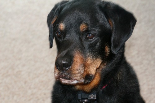 rottweiler begging for treats