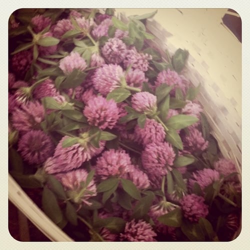 basket of red clover blossoms