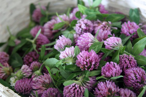 Benefits of red clover - herb that Susan Weed considers "the single most useful herb for establishing fertility" and it has health benefits for most people.