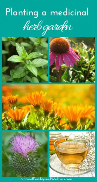 medicinal herb garden