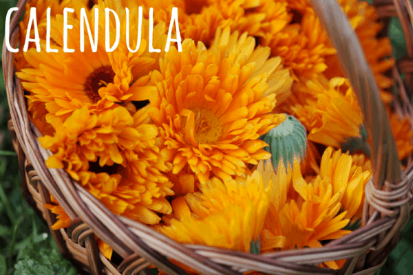 uses for calendula