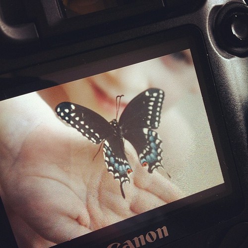 Found a swallowtail this morning! Must have recently come out of it's chrysalis, not quite flying yet.