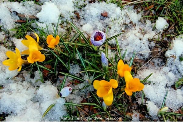 spring flowers in snow