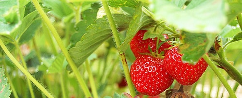 strawberries on the plant