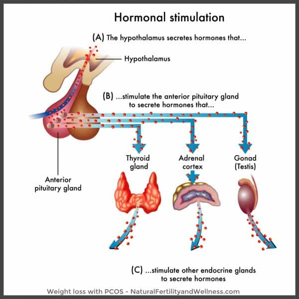 progesterone weight loss